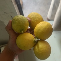 普洱澜沧柠檬🍋