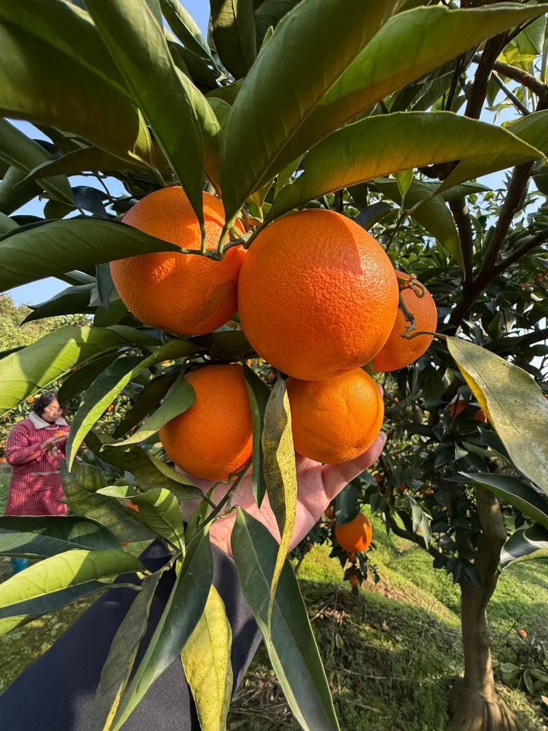 万州玫瑰香橙
