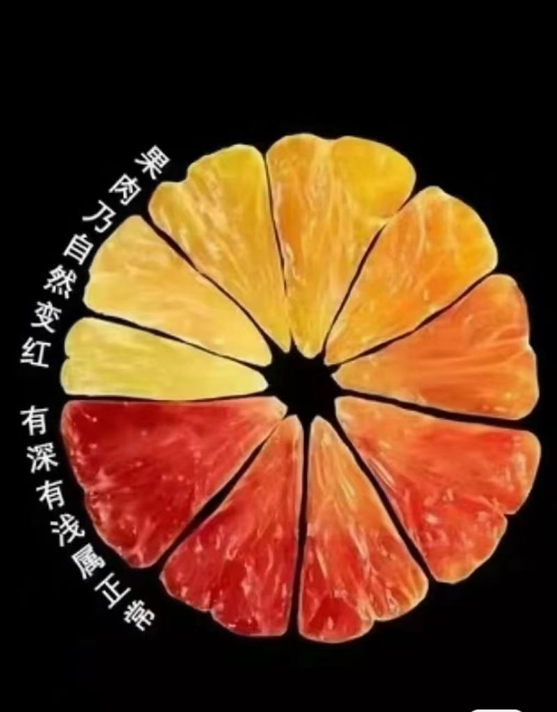 万州玫瑰香橙