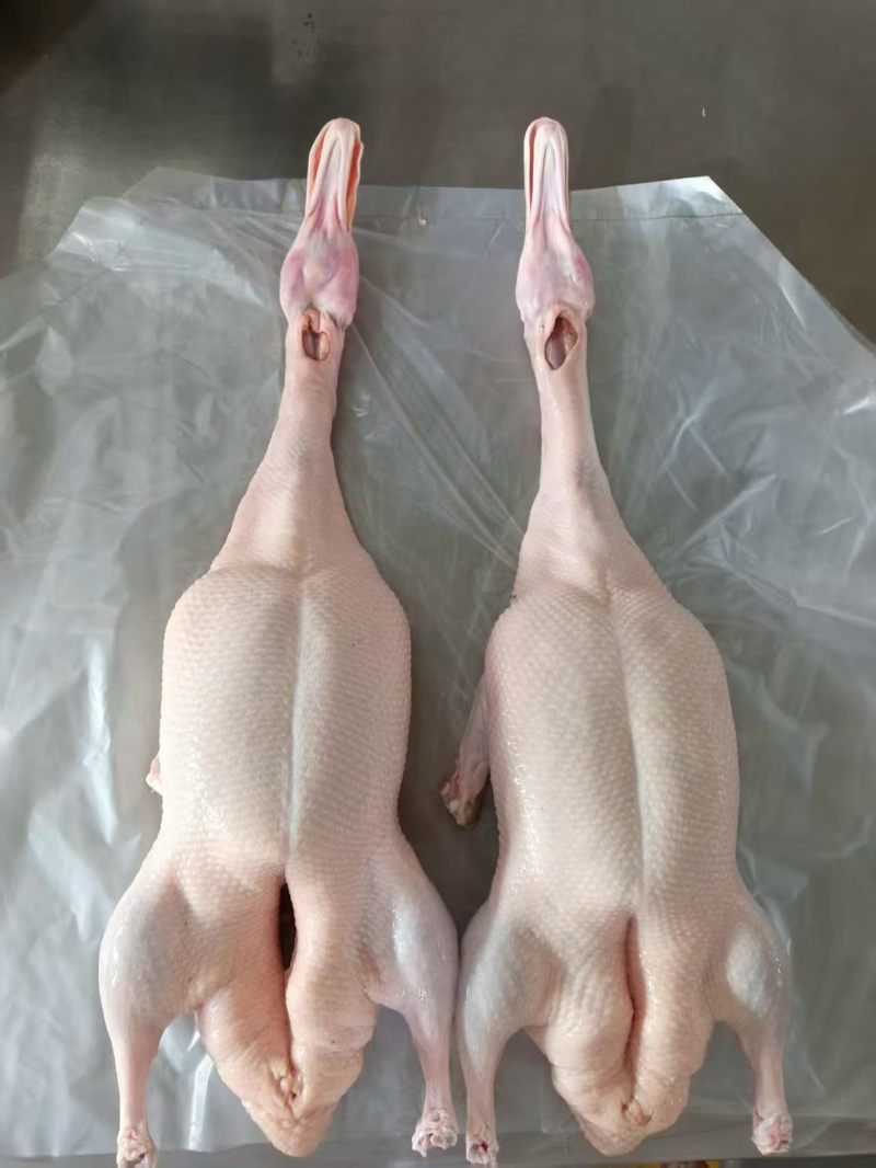 白条鸭