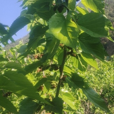 鲜果有需要的老板可以合作哟