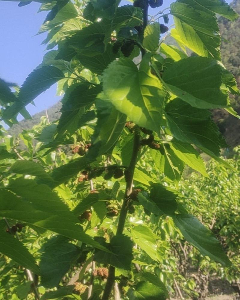 鲜果有需要的老板可以合作哟