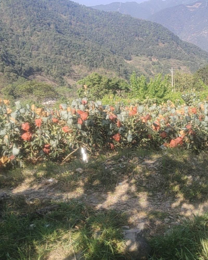 鲜果有需要的老板可以合作哟