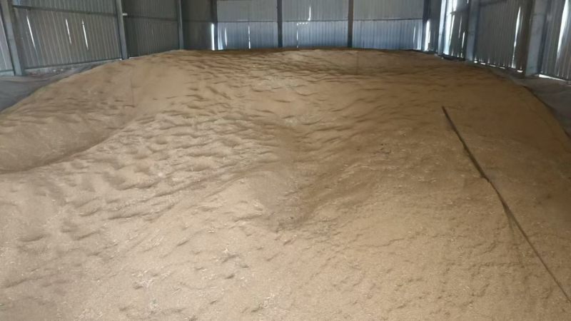 普麦容重790面筋35水分12