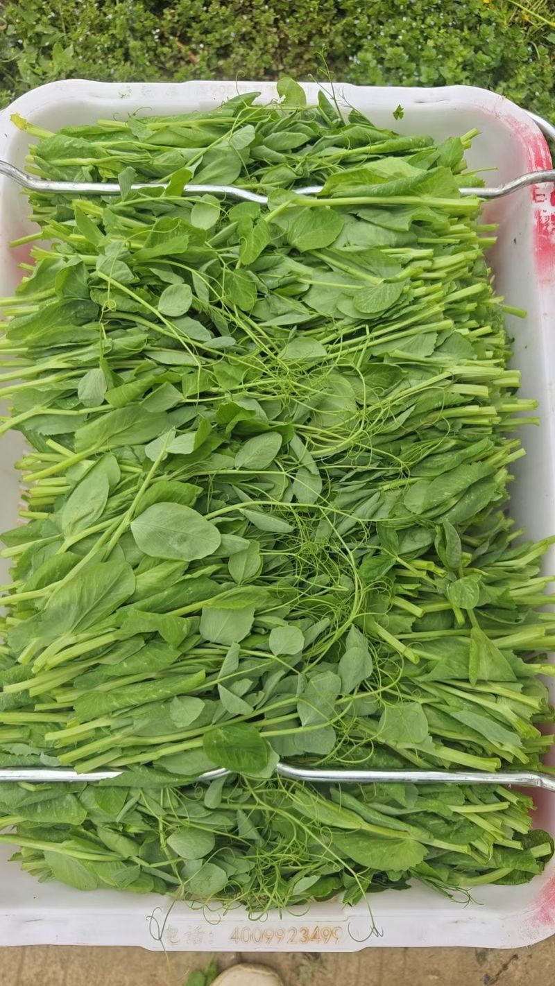 贵州遵义豌豆苗品质美丽价格美丽