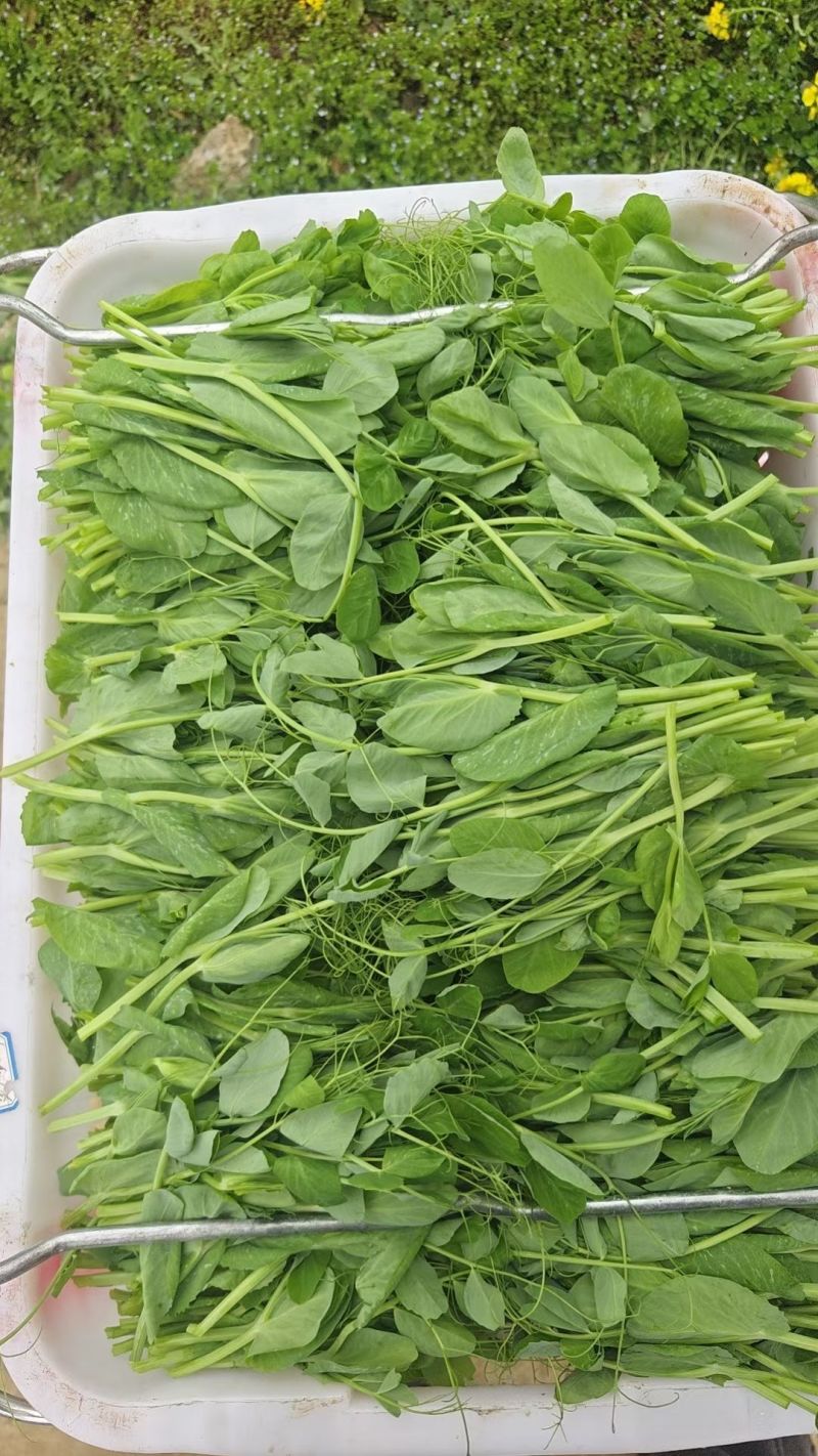 贵州遵义豌豆苗品质美丽价格美丽