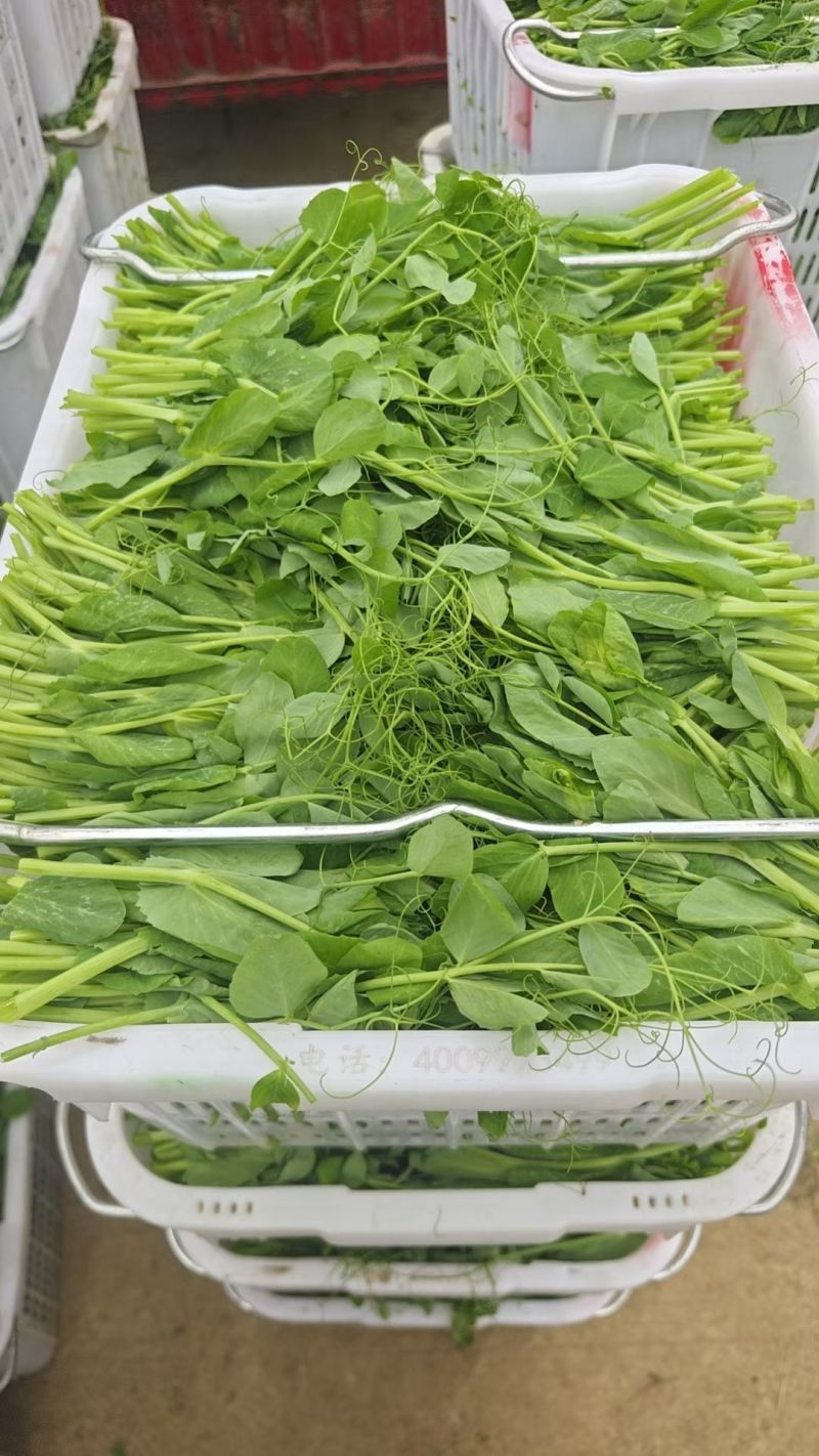 贵州遵义豌豆苗品质美丽价格美丽