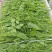 贵州遵义豌豆苗品质美丽价格美丽