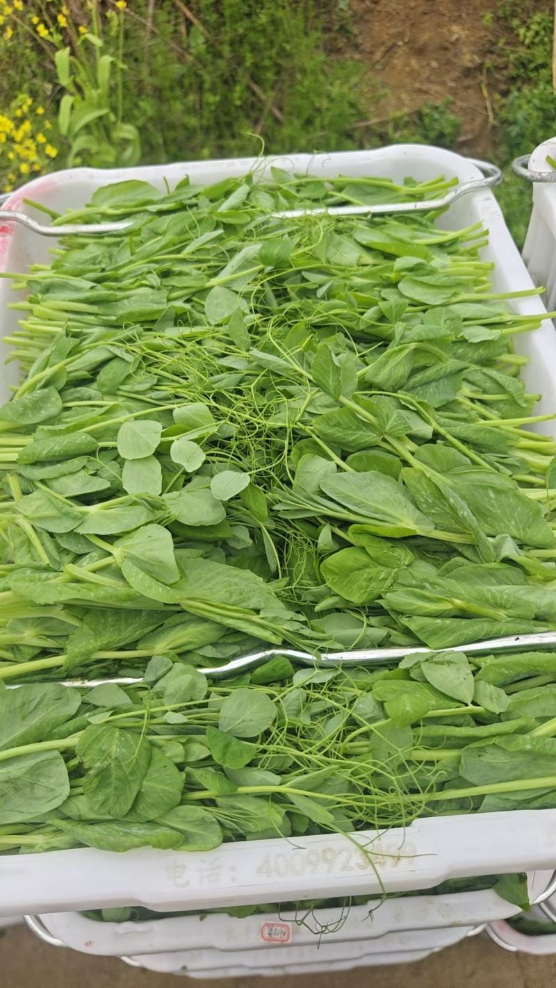 贵州遵义豌豆苗品质美丽价格美丽