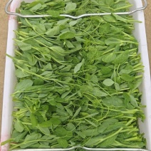 贵州遵义豌豆苗品质美丽价格美丽