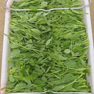 贵州遵义豌豆苗品质美丽价格美丽