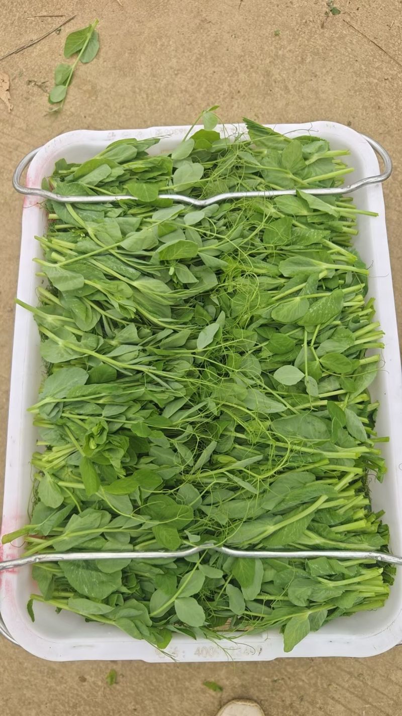贵州遵义豌豆苗品质美丽价格美丽