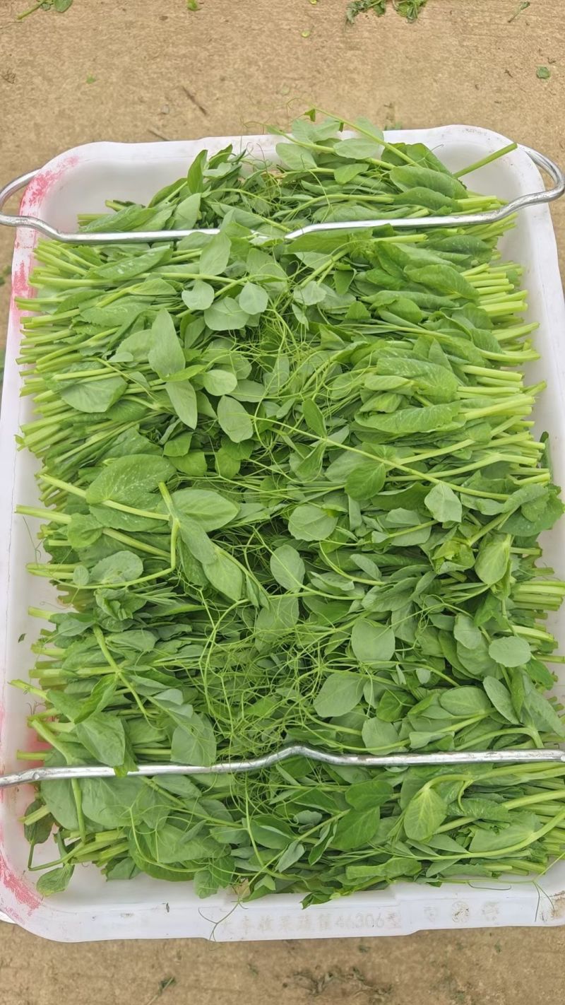 贵州遵义豌豆苗品质美丽价格美丽