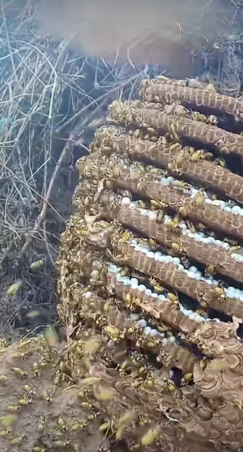 百花蜜，也叫土蜂蜜，纯蜂蜜🍯