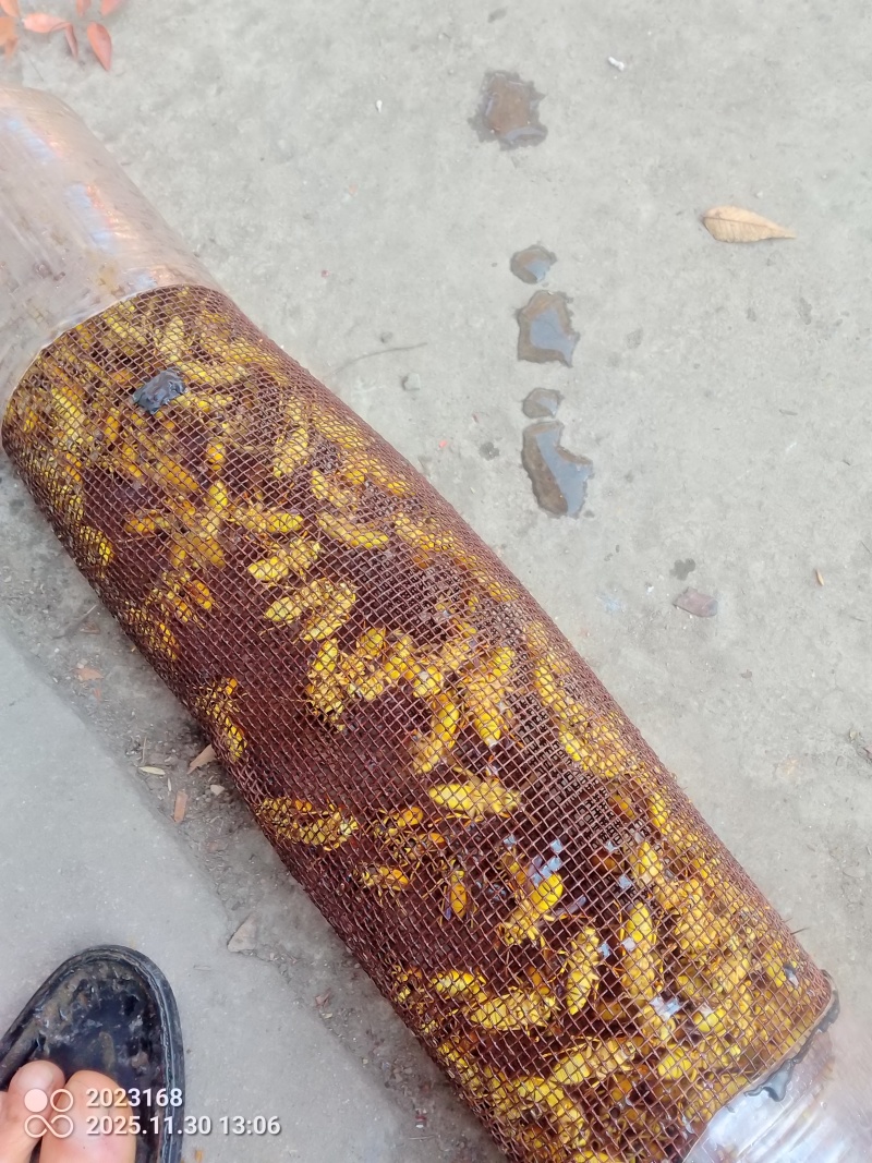 百花蜜，也叫土蜂蜜，纯蜂蜜🍯