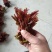 电商**:鲜香椿芽上市了。头茬红油香椿。质量稳定。定制，加工
