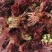 电商**:鲜香椿芽上市了。头茬红油香椿。质量稳定。定制，加工