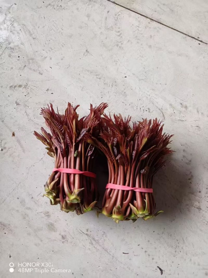 电商**:鲜香椿芽上市了。头茬红油香椿。质量稳定。定制，加工