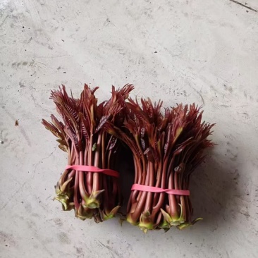 电商**:鲜香椿芽上市了。头茬红油香椿。质量稳定。定制，加工
