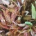 电商**:鲜香椿芽上市了。头茬红油香椿。质量稳定。定制，加工