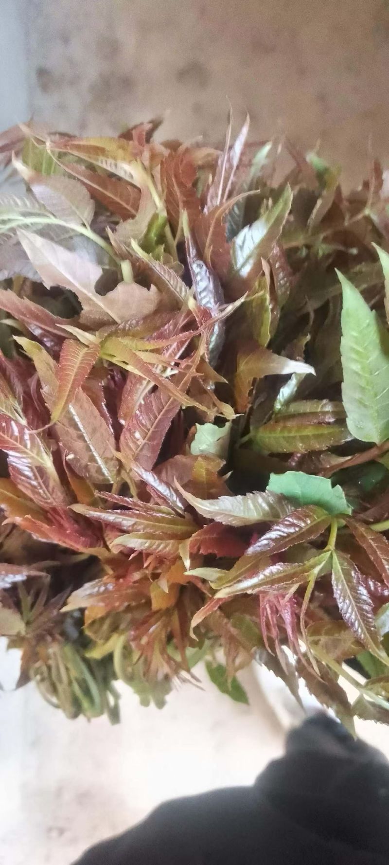 电商**:鲜香椿芽上市了。头茬红油香椿。质量稳定。定制，加工