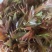 电商**:鲜香椿芽上市了。头茬红油香椿。质量稳定。定制，加工
