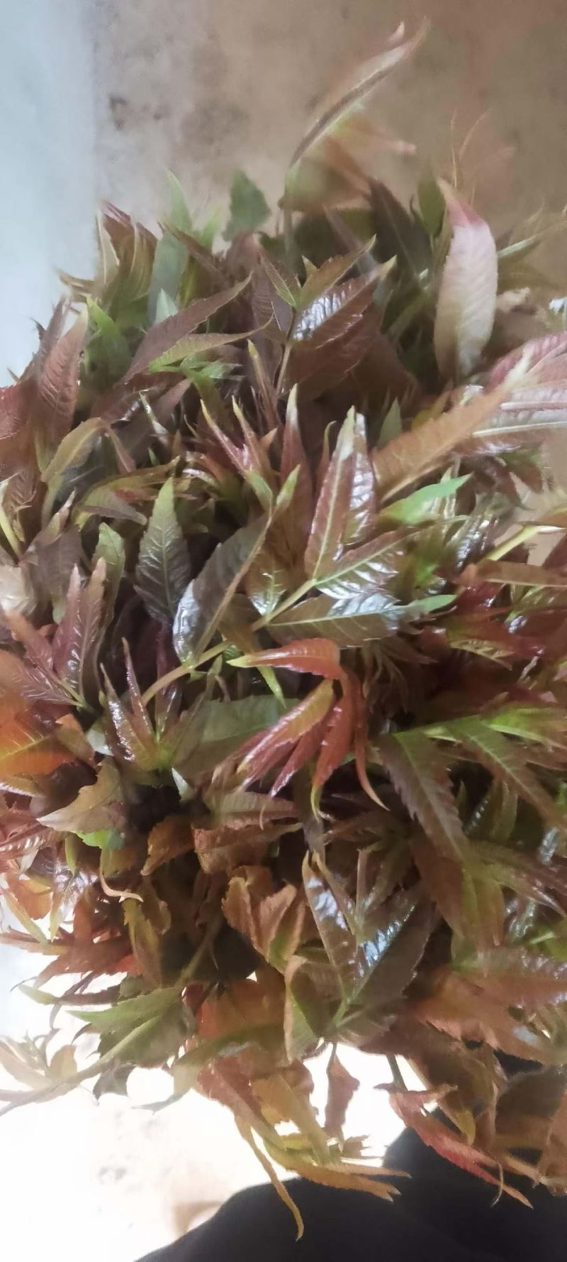 电商**:鲜香椿芽上市了。头茬红油香椿。质量稳定。定制，加工