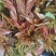 电商**:鲜香椿芽上市了。头茬红油香椿。质量稳定。定制，加工