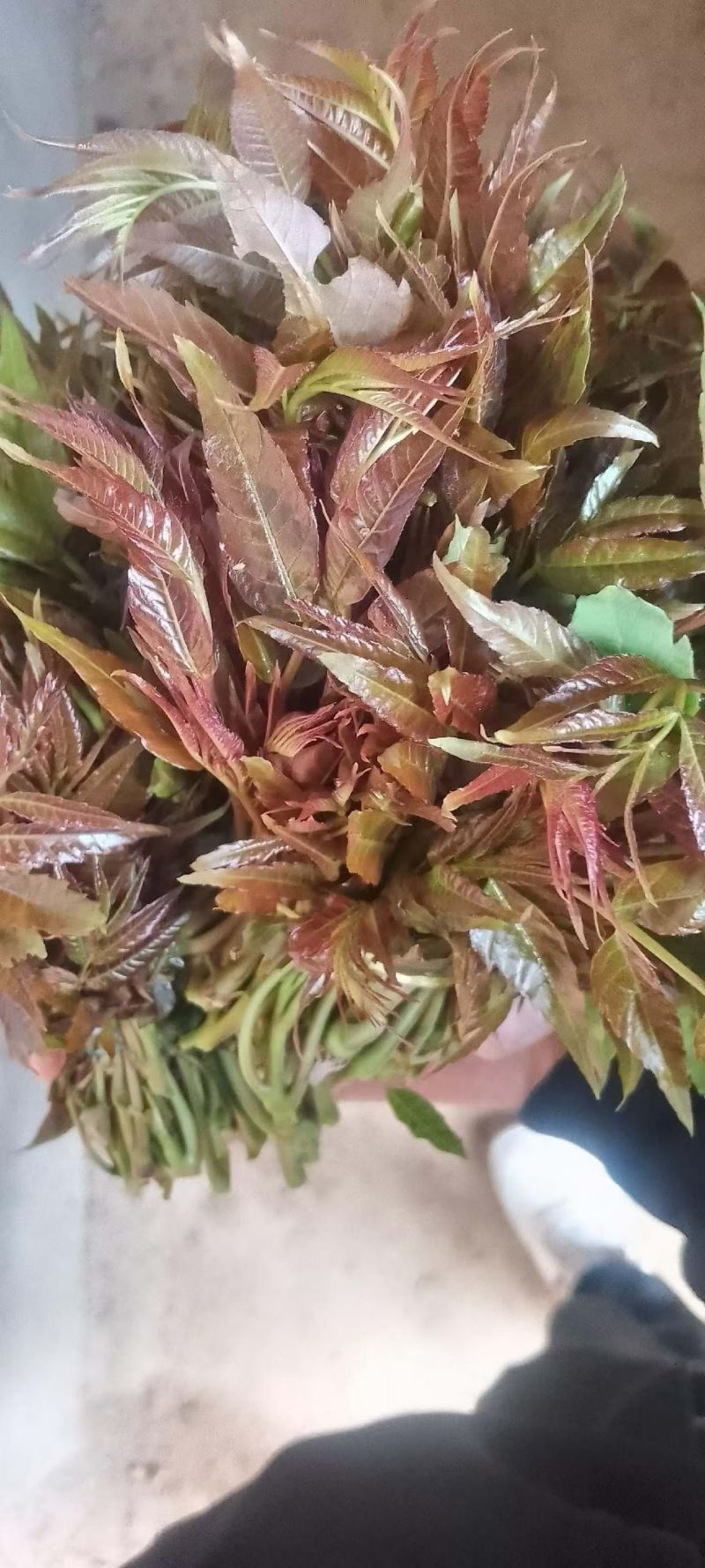 电商**:鲜香椿芽上市了。头茬红油香椿。质量稳定。定制，加工