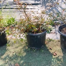 树莓苗，死苗包赔