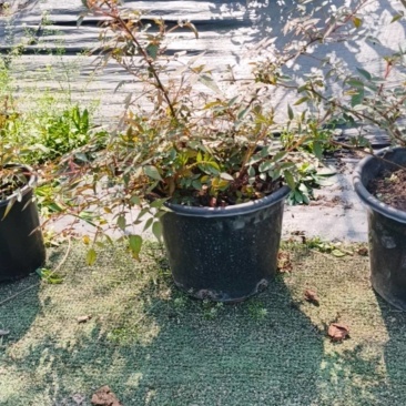 树莓苗，死苗包赔