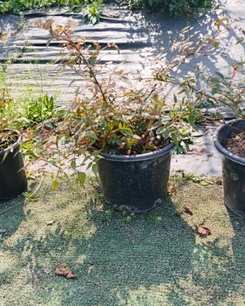 树莓苗，死苗包赔