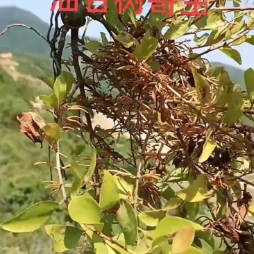 油柑寄生
