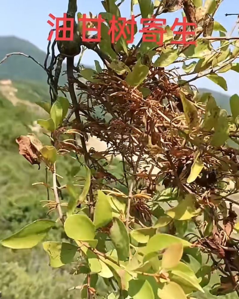 油柑寄生
