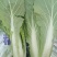 山东精品小白菜