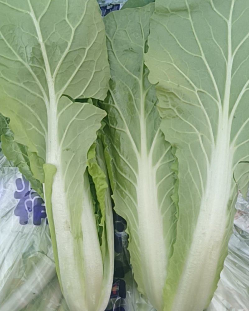 山东精品小白菜