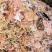 饲料