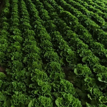 4大棚生菜急需采购商