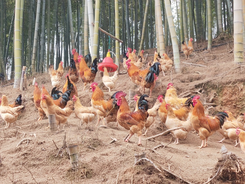 一年生，四斤左右