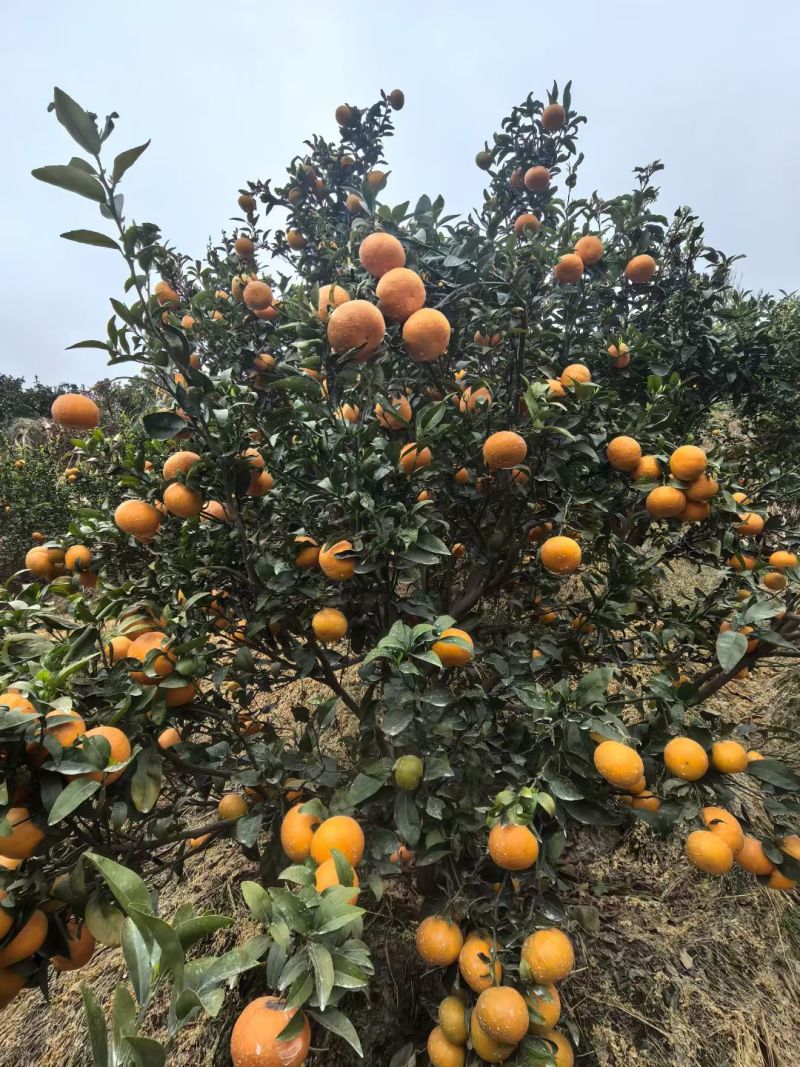 云南茂谷柑50X10