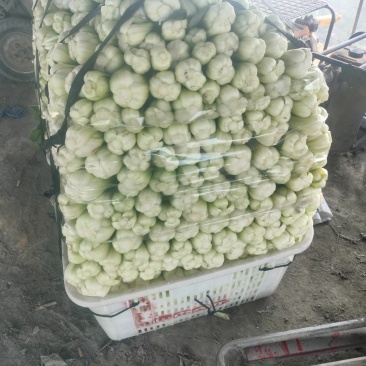 瓢儿菜