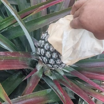 海南金钻凤梨17