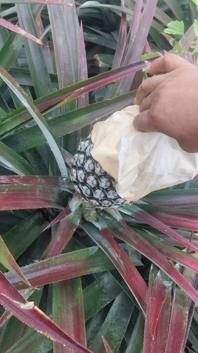 海南金钻凤梨17