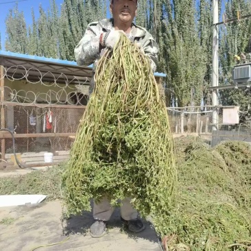 野生马齿笕干