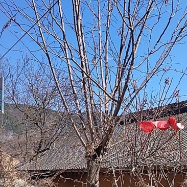五六公分纯种香花槐树