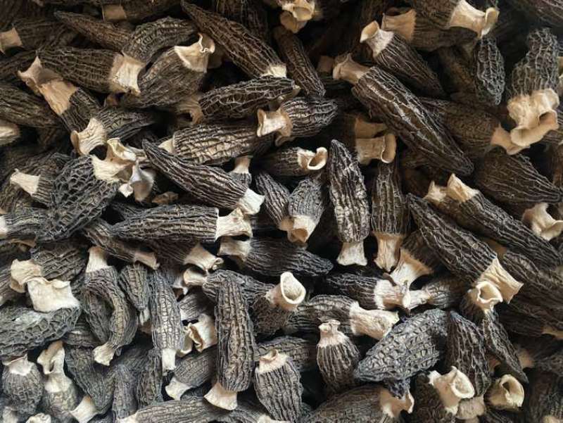 头茬羊肚菌