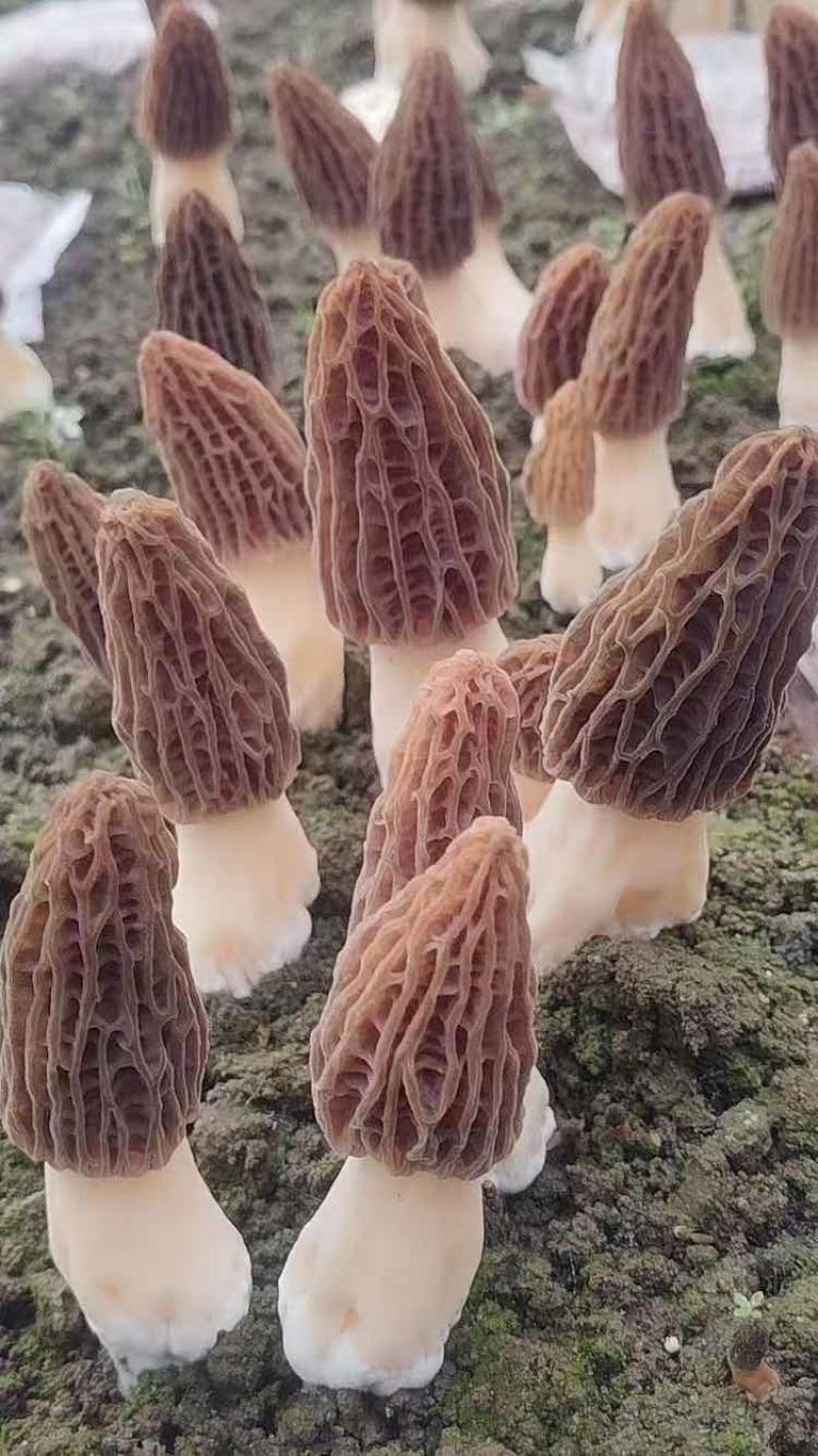头茬羊肚菌