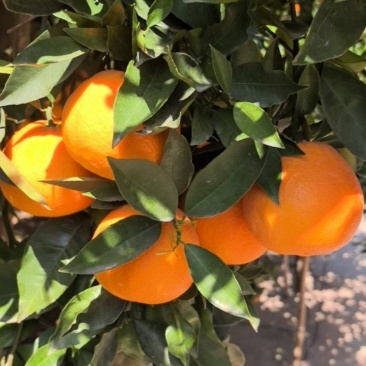 奉节脐橙