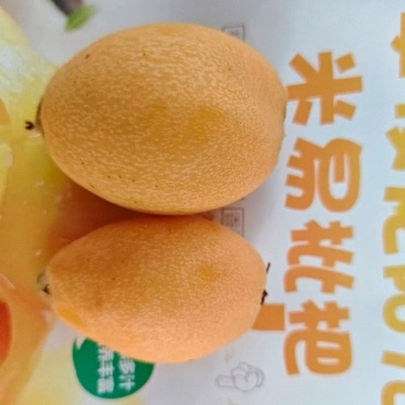 攀枝花米易枇杷