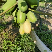 大青水果木瓜